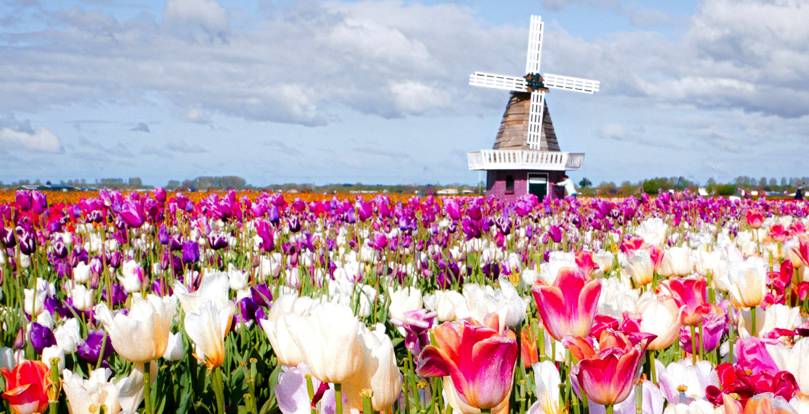 Tulpen aus Amsterdam von Lara Vincere/Unsplash